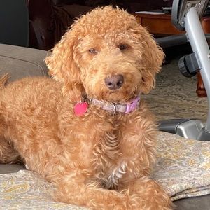 Meet your Posher, Nicky